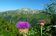 SENTIERO DEI FIORI ‘Claudio Brissoni’ da Capanna 2000 il 10 luglio 2023- FOTOGALLERY